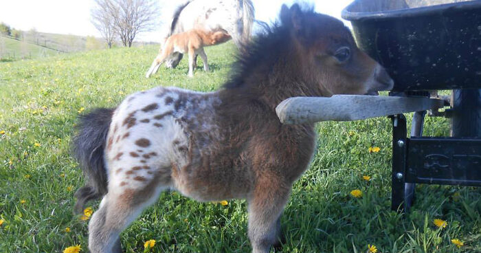 The smallest horse in the world?, Animals
