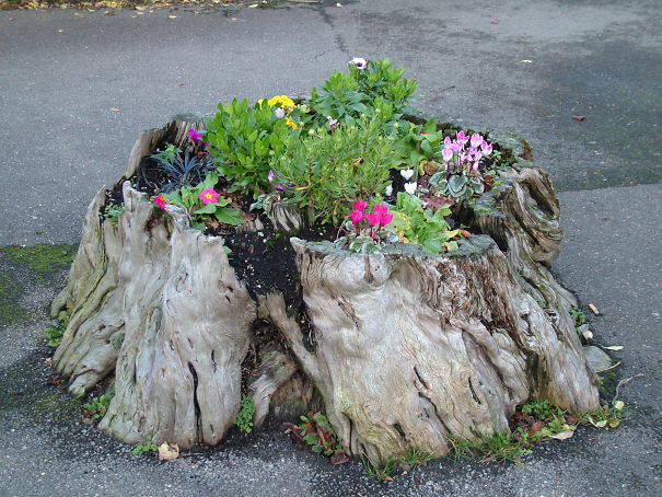 Tree Stump Garden