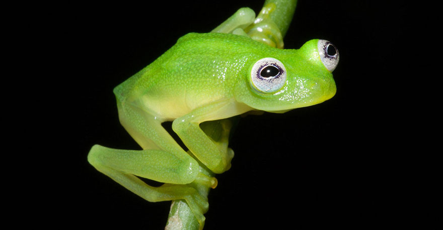 Real Life Kermit The Frog