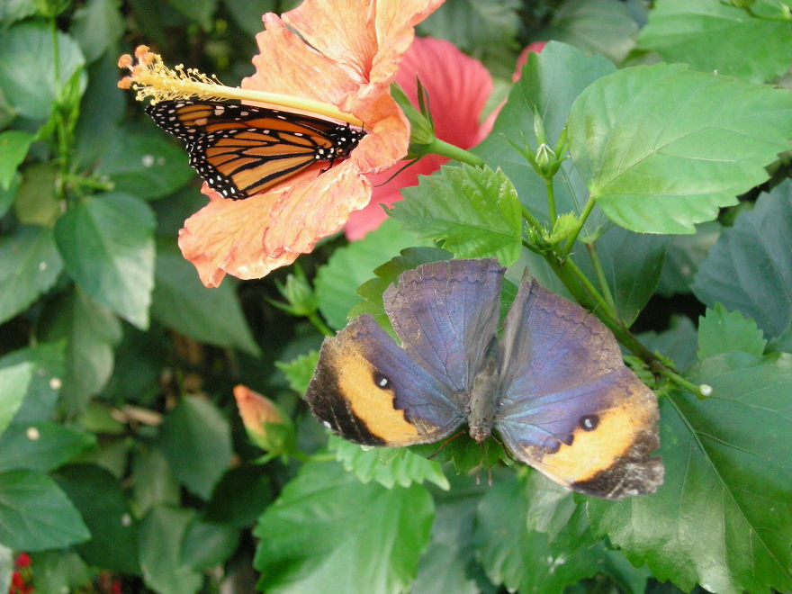 Butterfly And Butterfly On A Hibiscus Flower