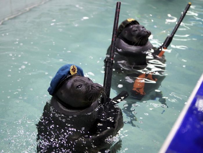 Russian Seals Commemorate Victory Day With A Unique Performance