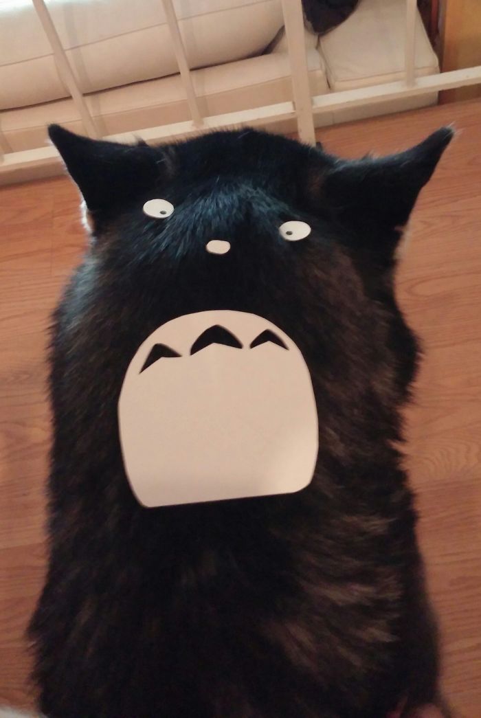 Yoba: The Totoro Husky