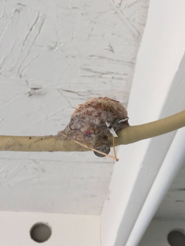 Hummingbird Nest That Mama Built On My Misting System Sprinkler Line.