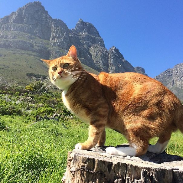 The Adventures Of Butternut The Cat