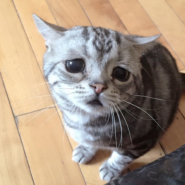 The Saddest Cat On The Internet