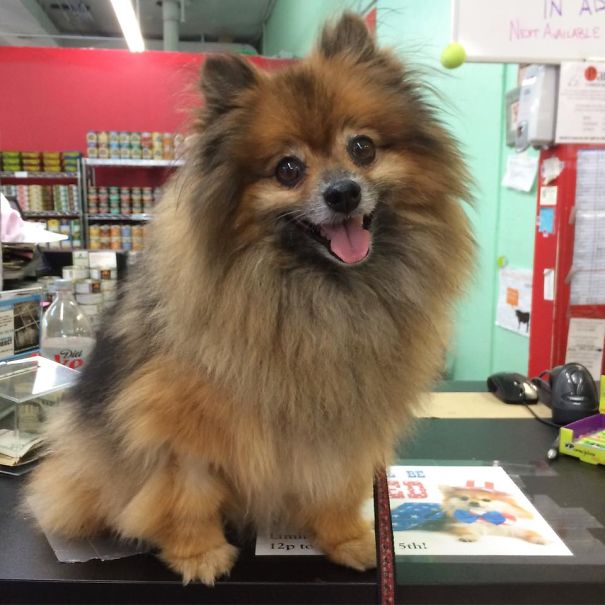 Parker The Pom Goes To Work At His Namesake Store, Parker's, Today In Chicago!