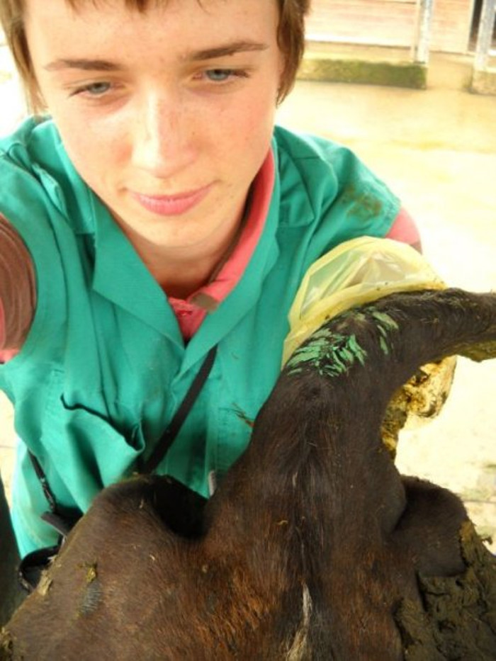 Nothing Like Being Up To Your Armpit In Bovine Rectum To Make You Feel #distractinglysexy