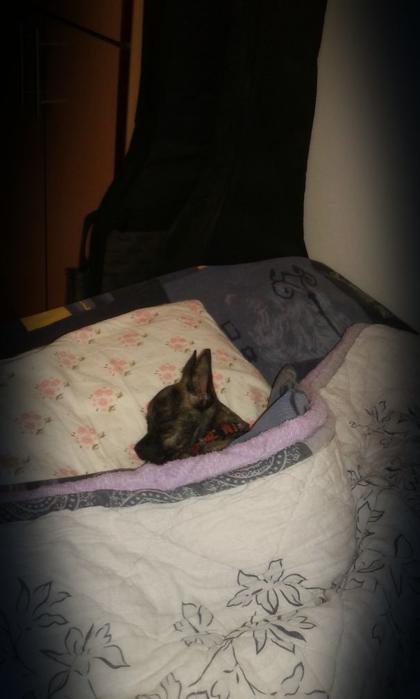 #chihuahua In Deep Sleep