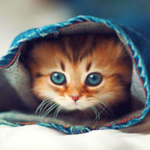 cyrilbasquiassayii avatar