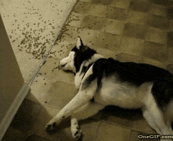 11 Reasons Why Dogs Are Awesome Maids