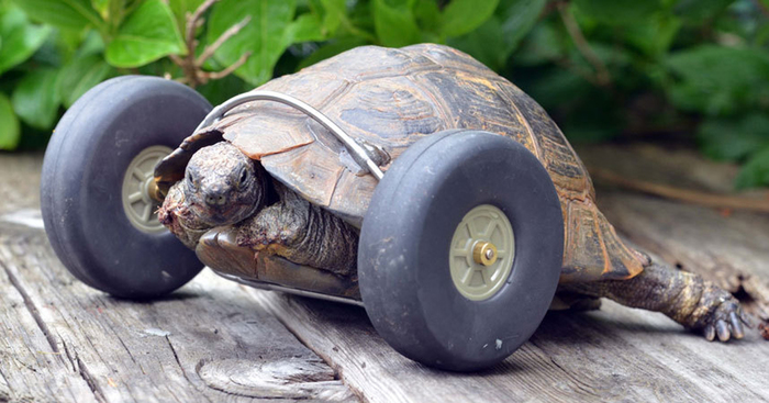90-Year-Old Tortoise Whose Legs Were Eaten By Rats Gets Prosthetic Wheels  And Goes Twice As Fast | Bored Panda