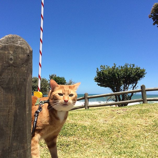 The Adventures Of Butternut The Cat