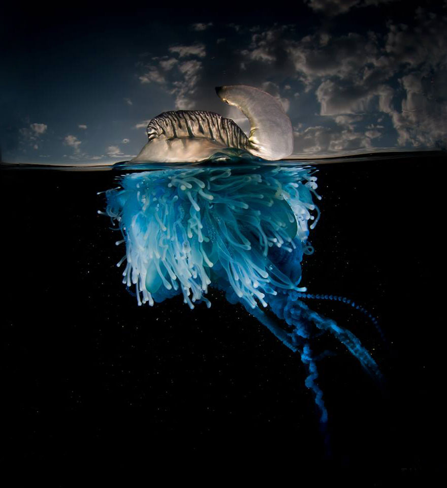 A Parallel Universe: My Half-Underwater Pics Show What Hides Beneath The Waves