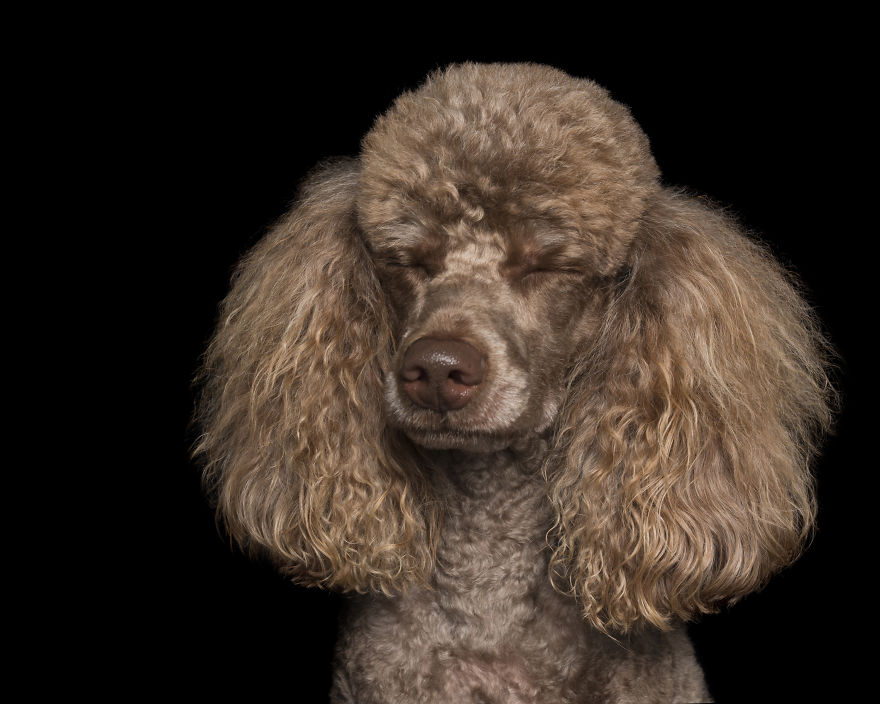 Zen Dogs: Photographer Captures The ‘Relaxed’ State Of Man's Best Friend