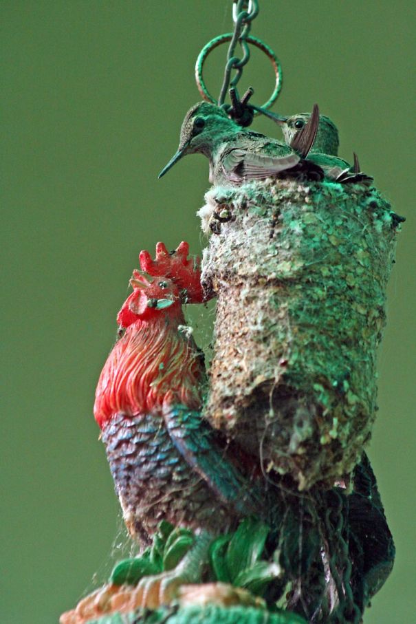 Anna's Hummingbird Triple Decker Nest On A Rooster Topped Wind Chime In San Jose, California