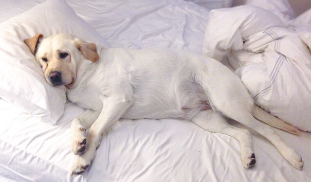 Your Bed Is On The Floor, Human - Betty The Lab