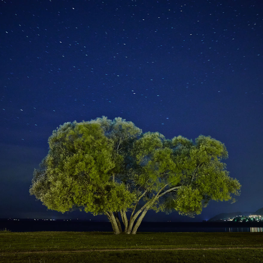I Document A Solitary Broccoli Tree Throughout The Seasons And Capture Stories That Unfold Around It
