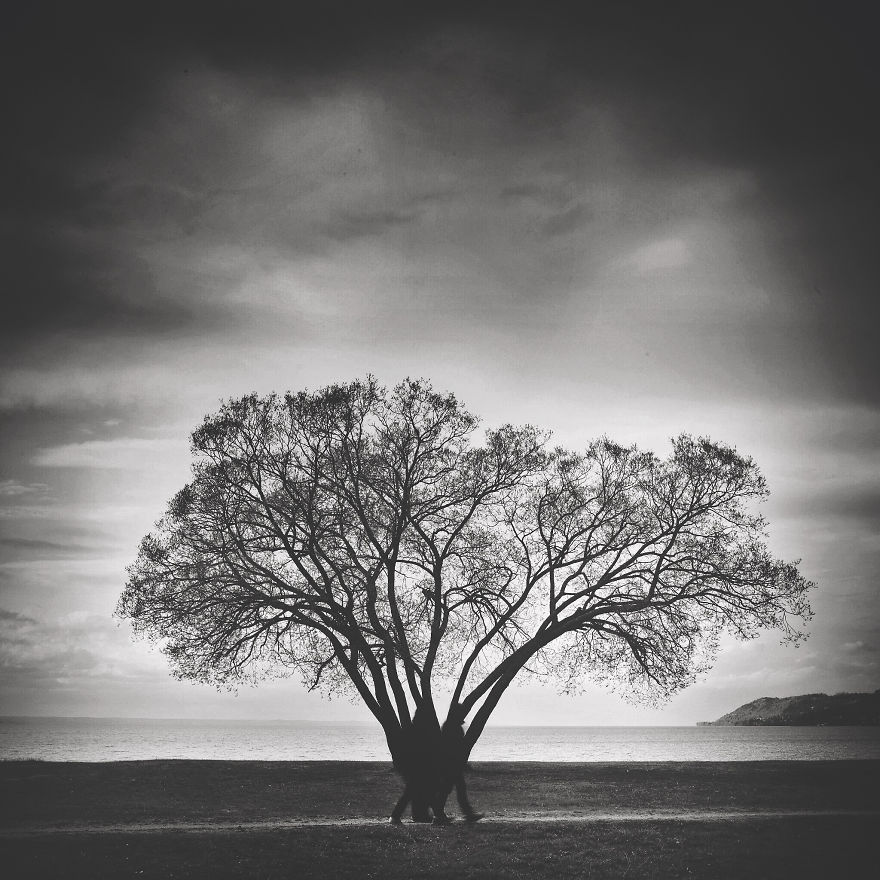 I Document A Solitary Broccoli Tree Throughout The Seasons And Capture Stories That Unfold Around It