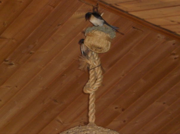 Swallows On The Chandelier