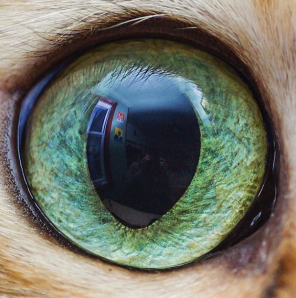 Cat Eyes