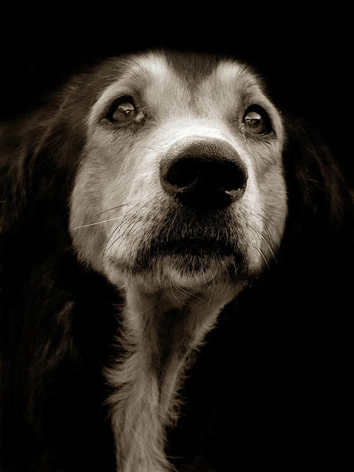 Touching Portraits Of Stray Dogs Waiting To Be Adopted