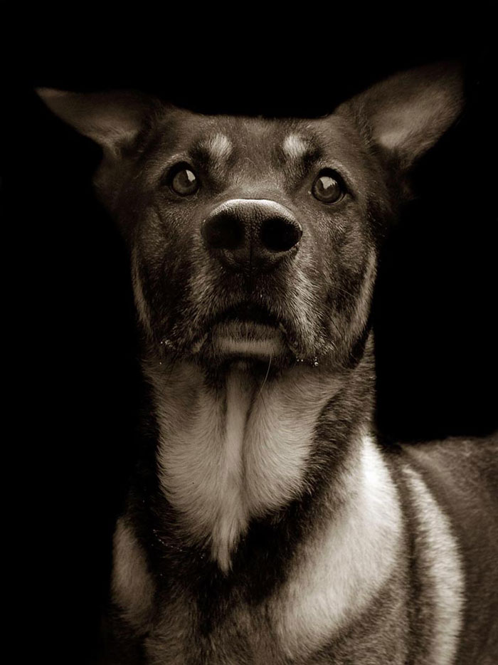 Touching Portraits Of Stray Dogs Waiting To Be Adopted