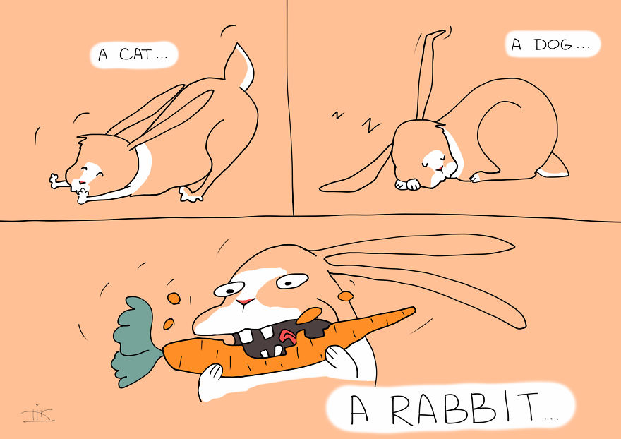 Everything You Always Wanted To Know About Rabbits, But Were Afraid To Ask