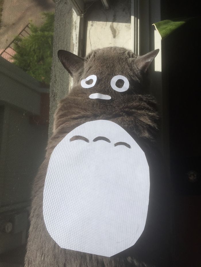 Fred As Totoro