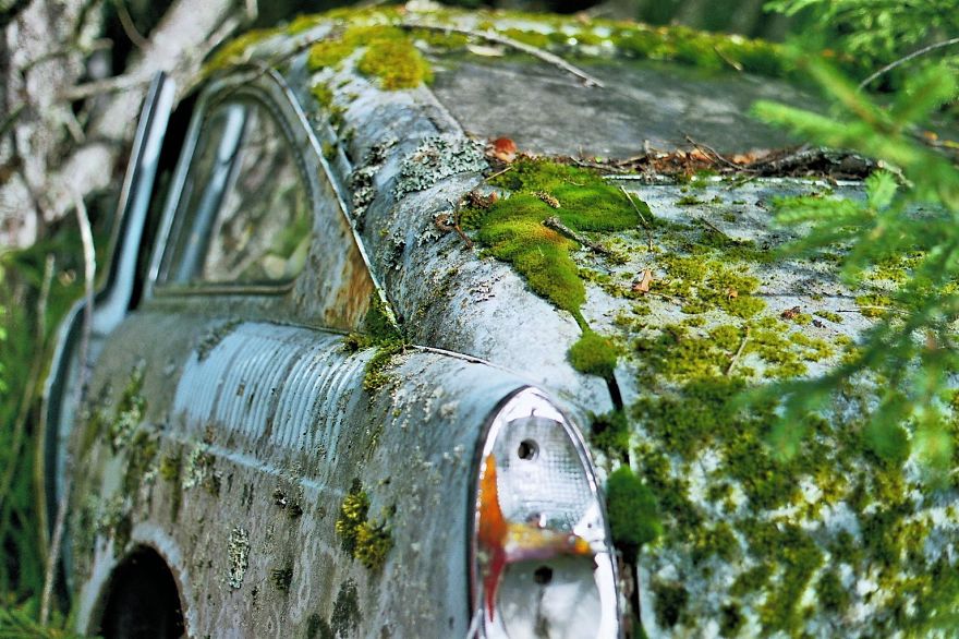Hundreds Of Classic Abandoned Cars Hidden In Swedish Forest