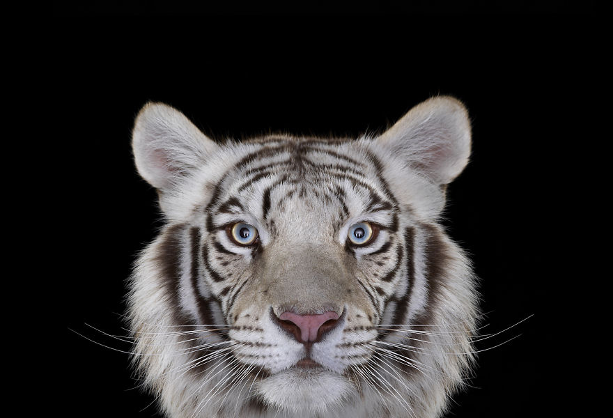 I Create Studio Portraits Of Exotic Animals Looking Directly Into The  Camera | Bored Panda