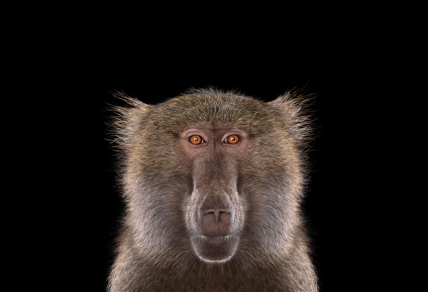 I Create Studio Portraits Of Exotic Animals Looking Directly Into The Camera