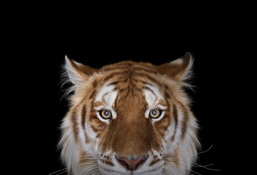 I Create Studio Portraits Of Exotic Animals Looking Directly Into The Camera