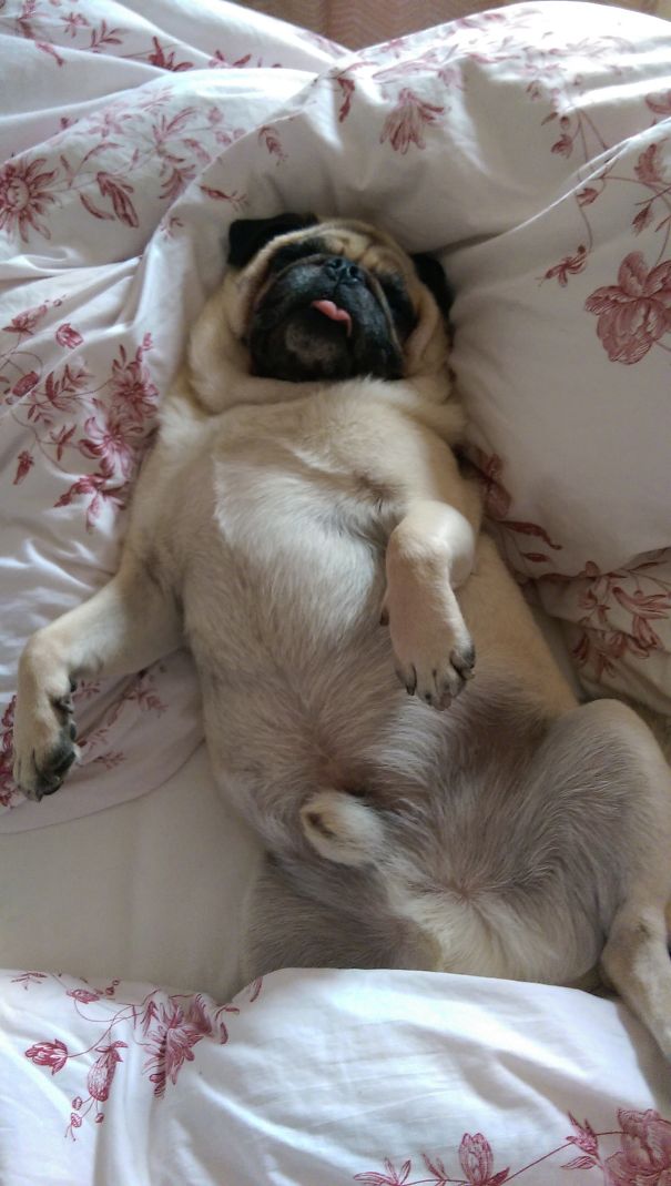 Pug In Bed