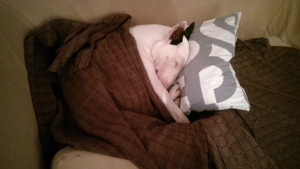 Pillows: My Bull Terrier's First Passion (behind Eating And Cuddles) !