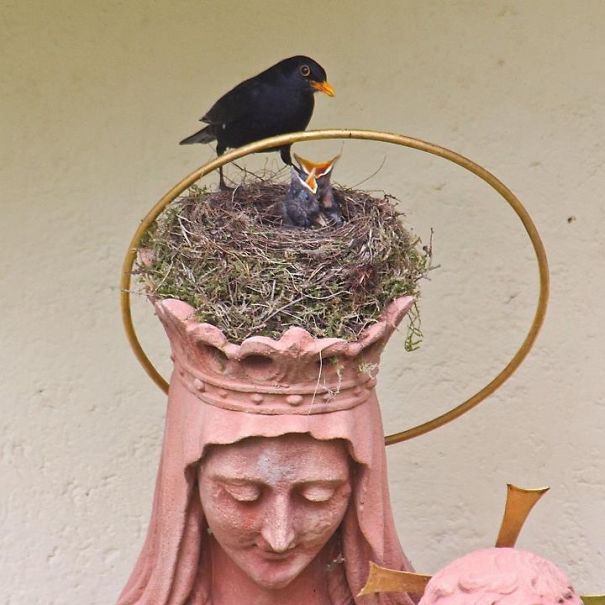 Useful Madonna Statue Giving Blackbirds A Home
