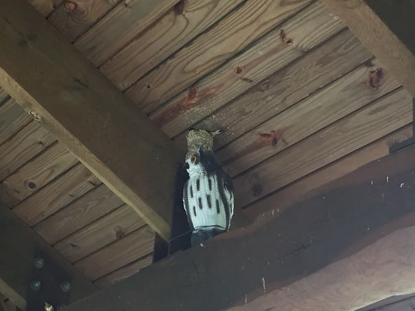 Barn Swallow Atop A Scare Owl