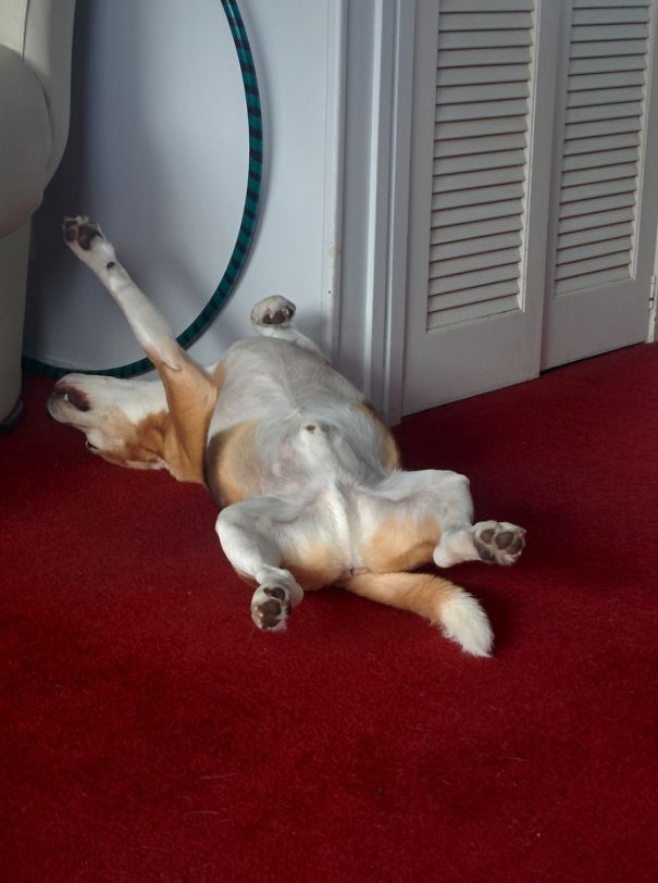 I Am Super Beagle...paint My Pose
