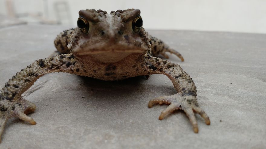 The Common Toad