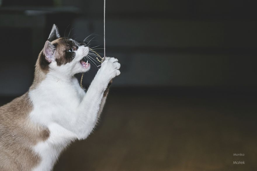 I Am Still A Cat: I Photograph Disabled Cats To Show They're Still Awesome