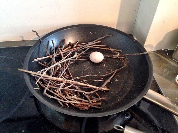 Ironic Pigeon Lays Egg In Frying Pan
