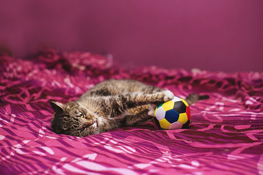 I Am Still A Cat: I Photograph Disabled Cats To Show They're Still Awesome