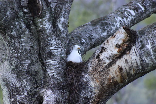 Seagull Nesting In A Tree At Oslo Golf Kubb Norway.