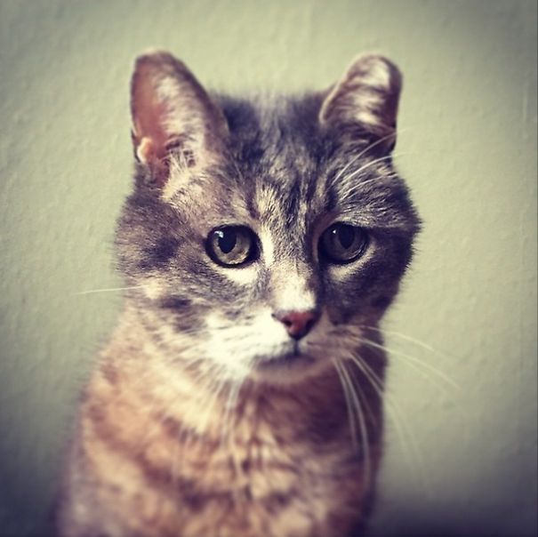 Meet America's Most Concerned Cat - Teddy