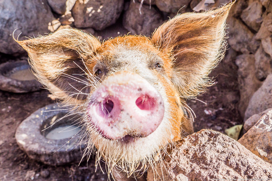 I Loved Friendly Pigs From Cabo Verde Until I Met Them Face To Face