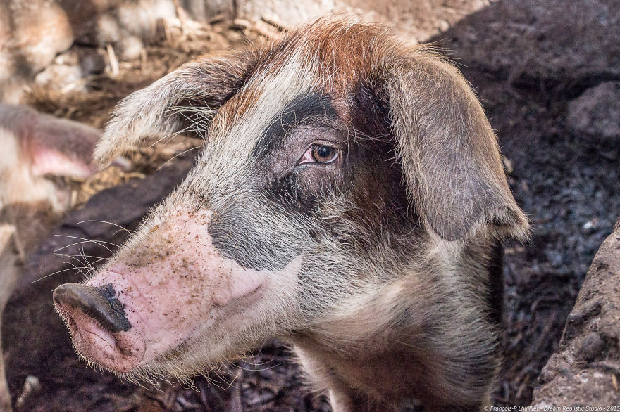 I Loved Friendly Pigs From Cabo Verde Until I Met Them Face To Face