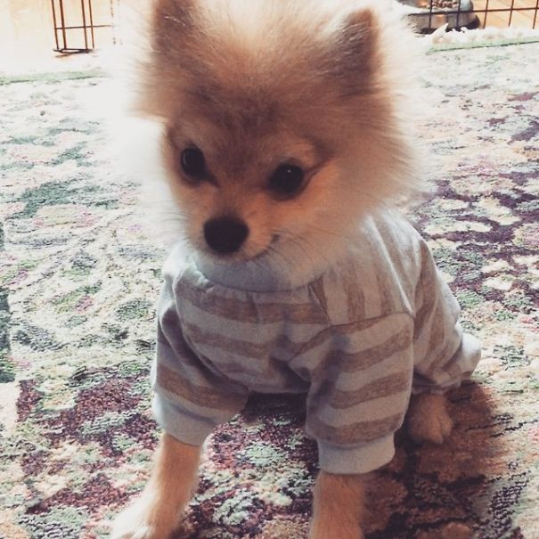 Pom Pom Chewy The Pajama Wearing Puppy