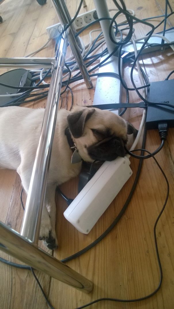 A Pug's Work Day - Thank God It's Friday
