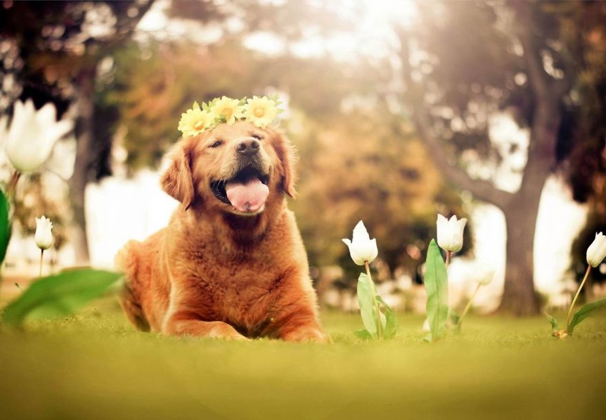 The Most Photogenic Dog Breed - The Gorgeous Golden Retriever