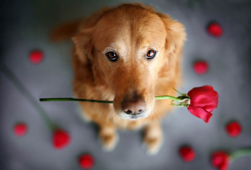 The Most Photogenic Dog Breed - The Gorgeous Golden Retriever