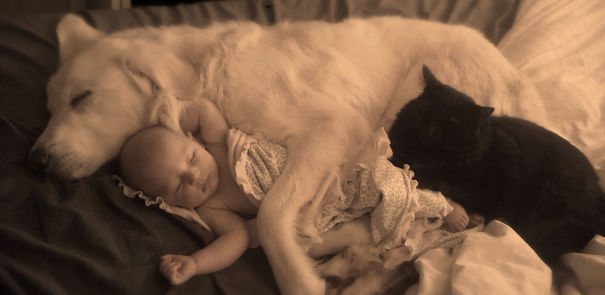 This Dog Obviously Loves His New-born Friend!